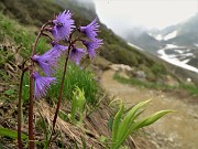 38  Soldanelle alpine sul sent. 109 per i Laghi di Ponteranica...